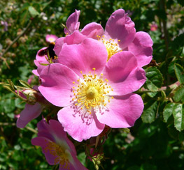 Priory Garden flower